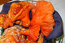 Hypomyces lactifluorum.JPG