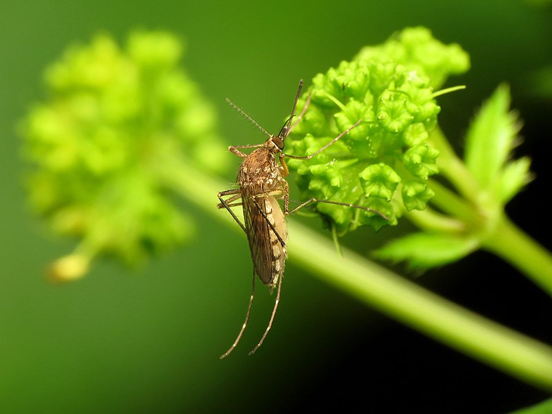 File:Inland Floodwater Mosquito (48453978947).jpg