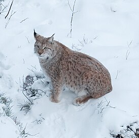 Обыкновенная рысь