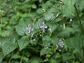 Miniatura para Caryopteris