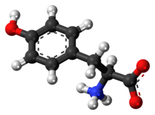 L-Tyrosine-zwitterion-3D-balls.png