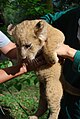 A lion cub in Taiping Zoo, Perak