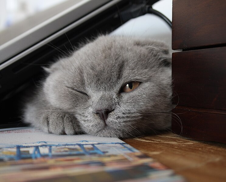 File:Lilac Scottish Fold 01.jpg