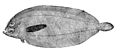 Monolene atrimana