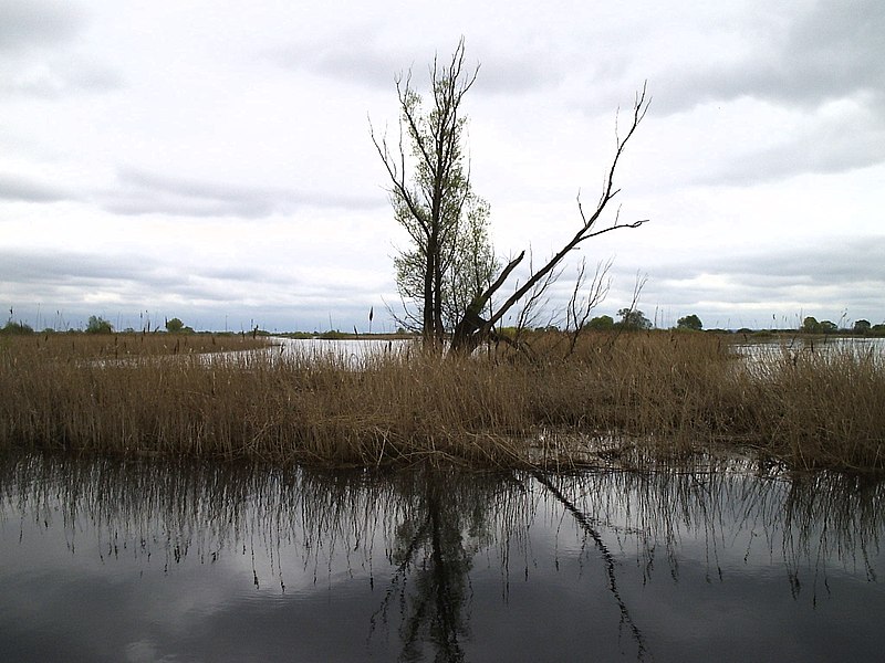 Archivo:Park Ujście Warty 2.jpg