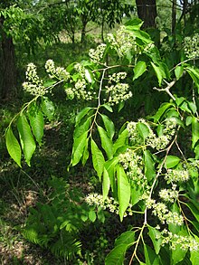 Prunus buergeriana 5.JPG