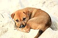 Image 60A little mongrel puppy on the shore, on Halong Bay (from Puppy)