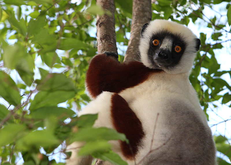 Archivo:Sifaka in Madagascar.jpg