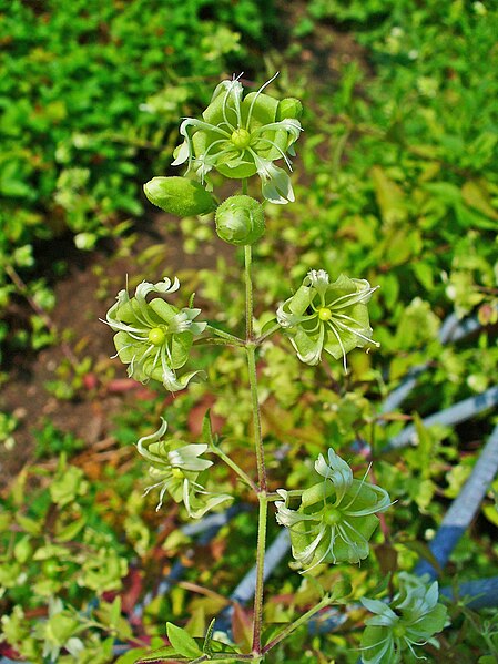 Файл:Silene baccifera 002.jpg