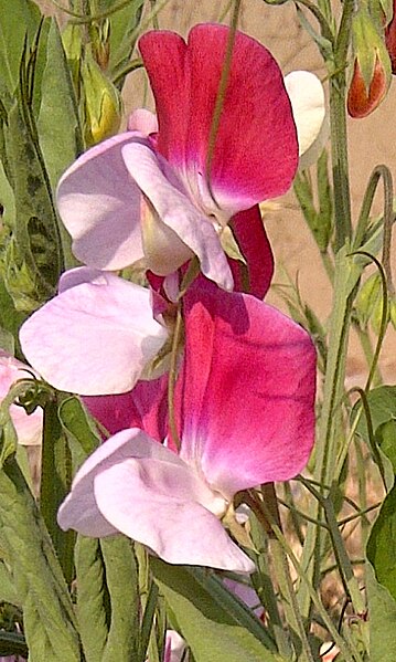 Archivo:Sweet Pea-01.jpg