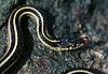 A Red-sided Garter Snake