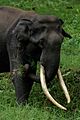 "One of the large Tusks of Kabini"