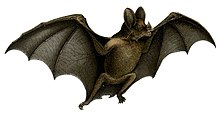 Vampire bat white background.jpg