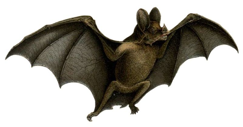 Файл:Vampire bat white background.jpg