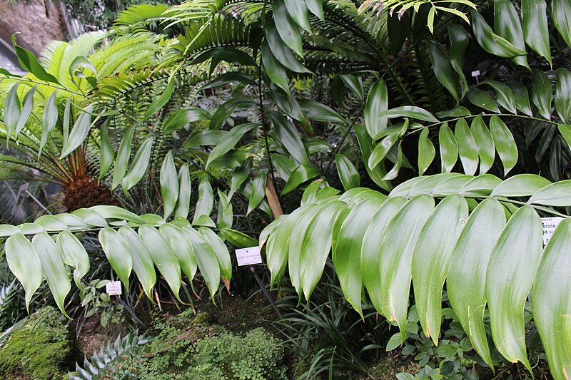 File:Zamia tuerckheimii.jpg