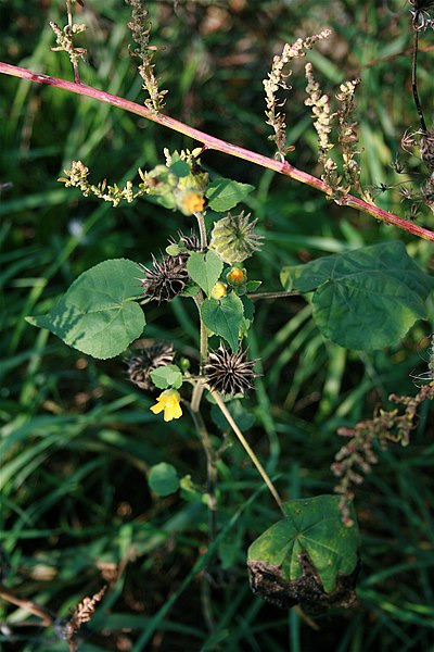 File:Abutilon theophrasti.JPG