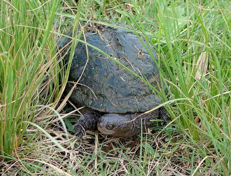 Archivo:Acanthochelys spixii.jpg