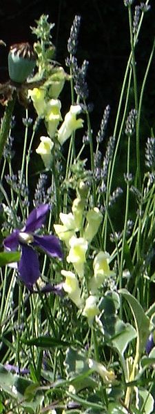 Файл:Antirrhinum braun-blanquetii.jpg