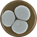 Aspergillus turcosus growing on MEAOX plate