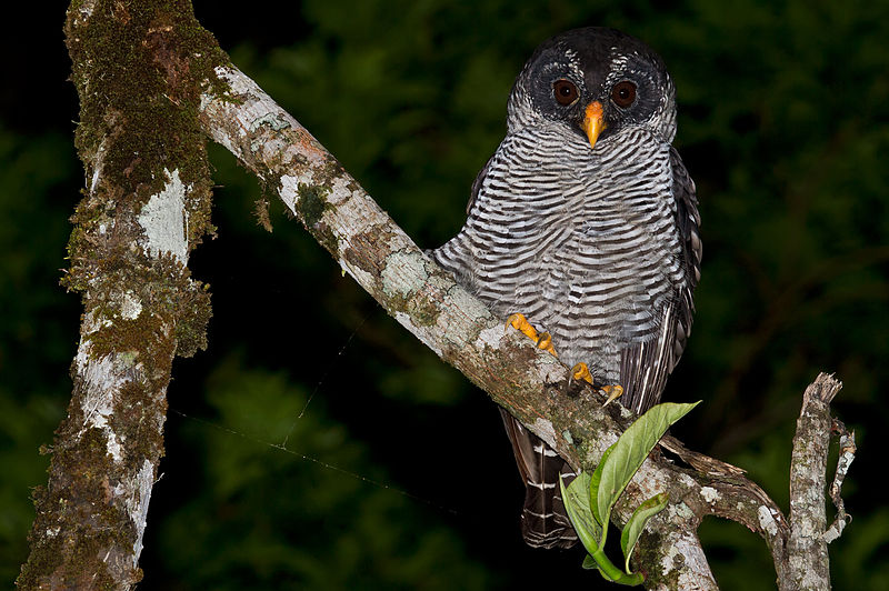 Файл:Black and White owl.jpg