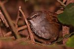 Thumbnail for Sulawesi bush warbler