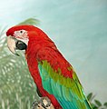 Perching Bird House - greenwing macaw