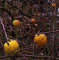 Chaenomeles japonica fruit