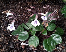 Primulina tamiana (B.L.Burtt) Mich.Möller & A.Weber (2011)