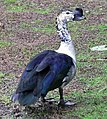 A comb duck