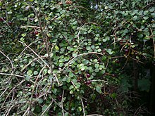 Coprosma rhamnoides 11.JPG