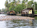 Ducks swim around kettuvalams parked near a backwater locality