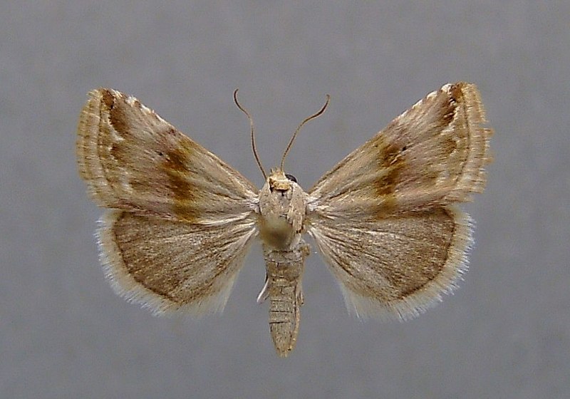 File:Eublemma ostrina.jpg