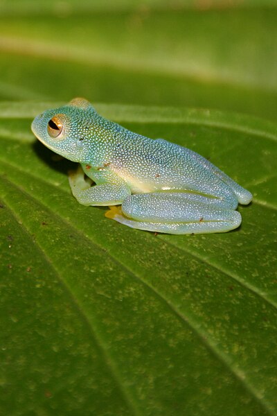 Файл:Glass frog CR.jpg