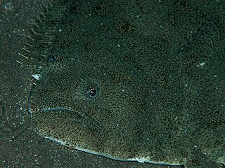 Closeup of eyes