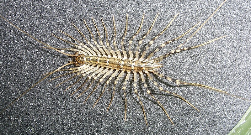 File:House Centipede.jpg