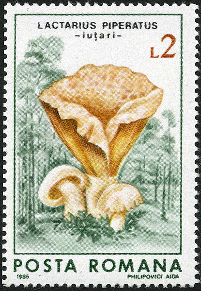 Файл:Lactarius piperatus stamp-4290.jpg