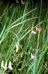 Lathyrus nissolia（英语：Lathyrus nissolia）