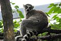 Ring-tailed lemur