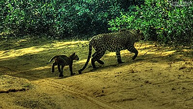 Sri Lankan leopard