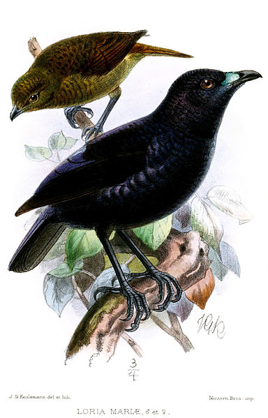 File:LoriaMariaeKeulemans.jpg