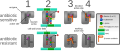 A diagram depicting one possible mechanism of resistance to beta-lactam antibiotics. Modeled on mecA resistance to methicillin.