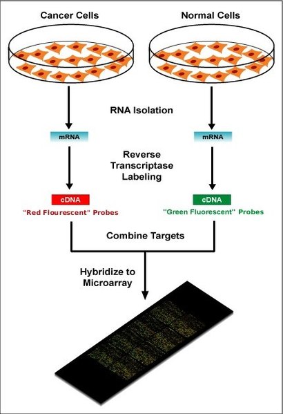 File:Microarray-schema.jpg