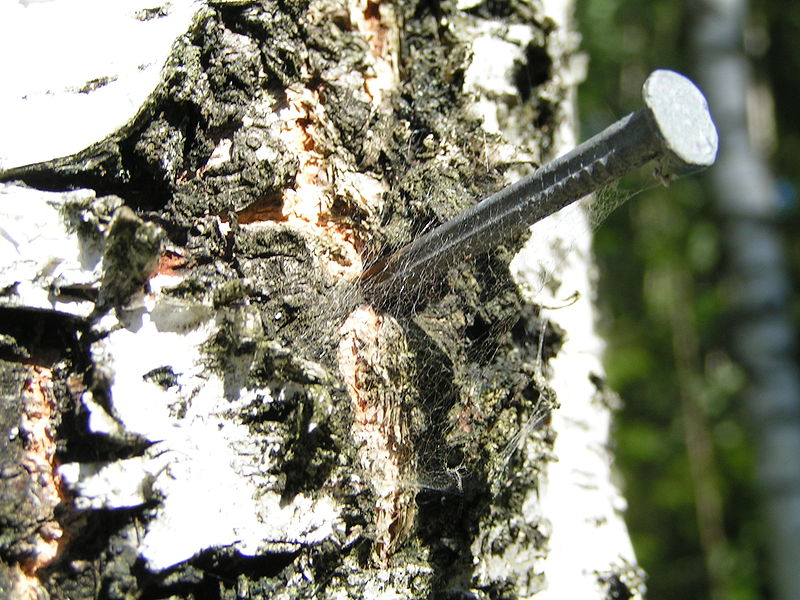 Файл:Nail in a tree.jpg