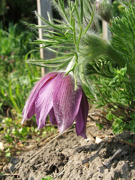 Файл:Pulsatilla armena.jpg