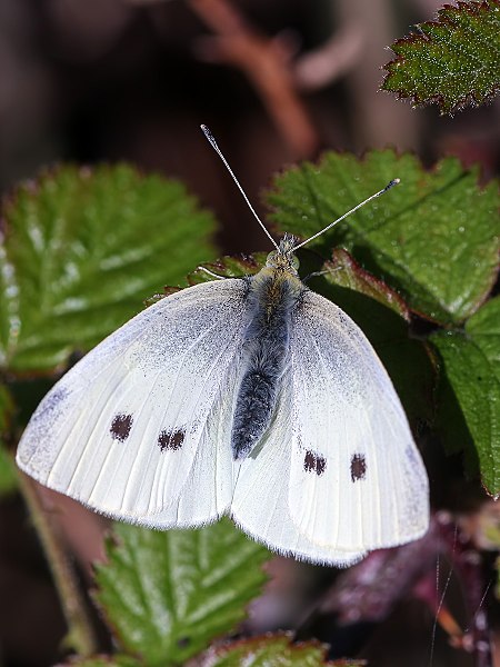 File:Small White (29742642015).jpg