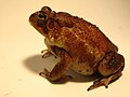 Anaxyrus terrestris