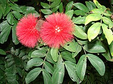 Starr 071024-9938 Calliandra haematocephala.jpg