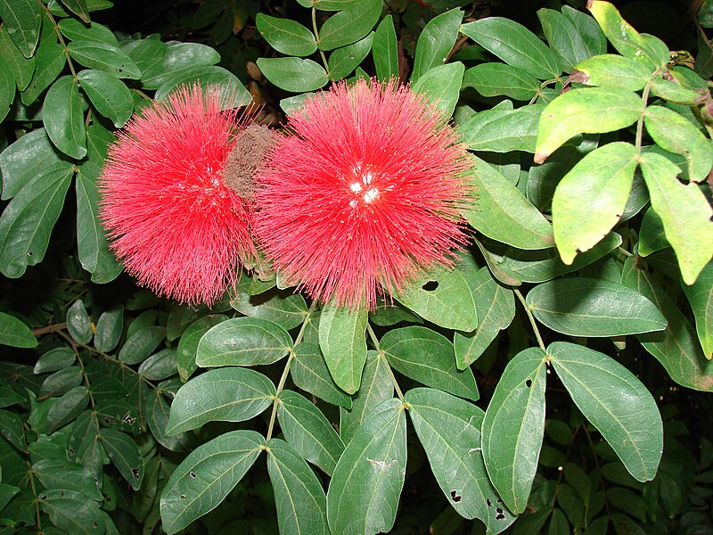 File:Starr 071024-9938 Calliandra haematocephala.jpg