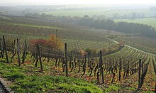 Steinberg Rheingau 2.jpg