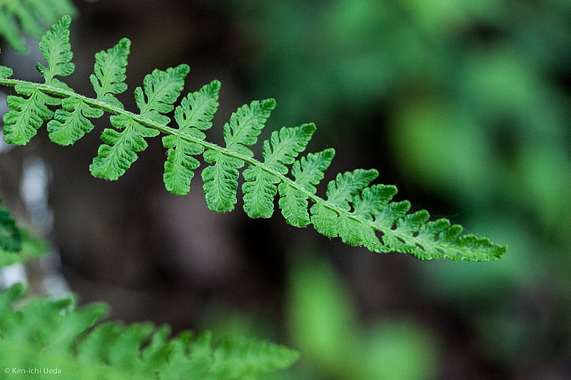 File:Woodsia ilvensis inat5.jpg